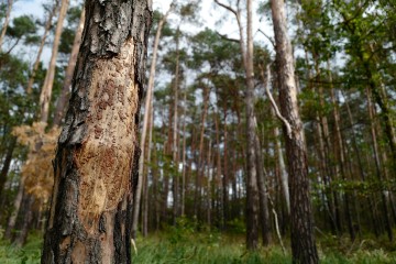 Plus de 40 % des espèces d’arbres présents en Europe menacées d’extinction
